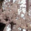 平成26年2月上旬号